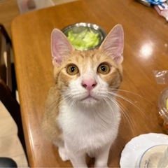 5ヶ月ぐらいの兄妹　チャロ - 里親募集