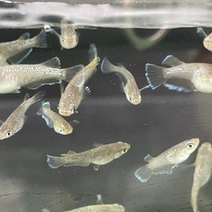 フロマージュ10匹の画像