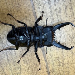 パラワンオオヒラタクワガタペア
の画像