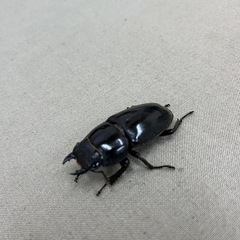 パラワンオオヒラタクワガタペア
の画像