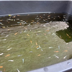 メダカの画像
