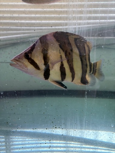 ダトニオプラスワン 9/22まで