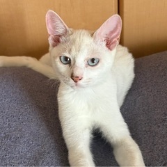 5ヶ月ぐらいの兄妹　ハク