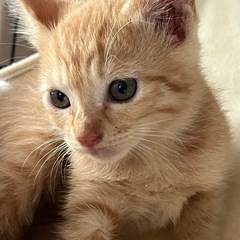 【候補者の方とお話中】🐱子猫の里親さん募集中🐱