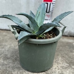 アガベ アメリカーナの画像