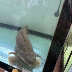 エンドリケリー　9/22まで
の画像
