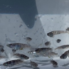 和墨白銀 選別漏れ20匹(リアルもいます)の画像