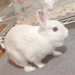 お話し中 至急 うさぎ ちゃん