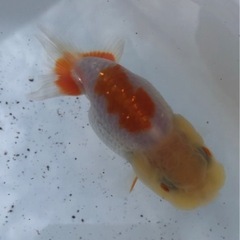 らんちゅう 超優良系統 更紗 の画像