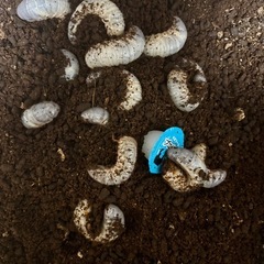 【天然採集・厳選】カブトムシ（幼虫）の画像