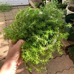 セダム鉢植えの画像