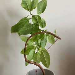 ⑦ 観葉植物　フィカス アルテシーマ　の画像