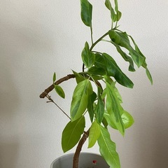 ⑦ 観葉植物　フィカス アルテシーマ　の画像