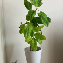 ⑦ 観葉植物　フィカス アルテシーマ　の画像