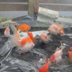 玉サバ　新潟県有名血統　5匹の画像