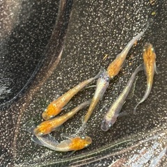 三色体外光キッシングメダカ　7匹の画像