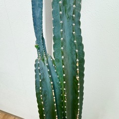 サボテン 観葉植物の画像