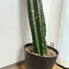 サボテン 観葉植物の画像