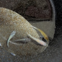 ミックスメダカ　稚魚〜若魚サイズ 5匹の画像