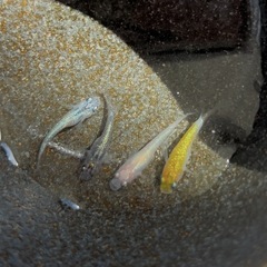 ミックスメダカ　稚魚〜若魚サイズ 5匹の画像