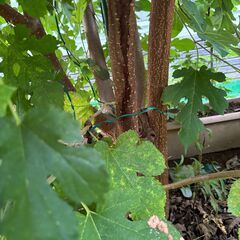 桑の木　高さ約200cmの画像