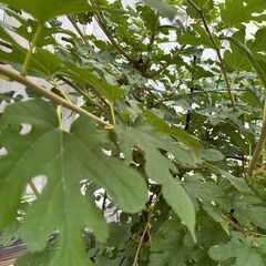 桑の木　高さ約200cmの画像