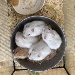 ※お話し中※ジャンガリアンハムスターの赤ちゃん