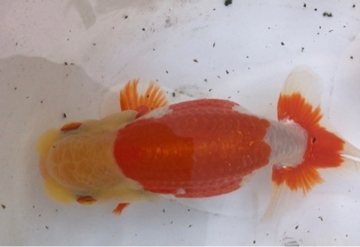 らんちゅう 三歳 優良系統 14〜15cm