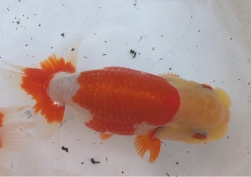 らんちゅう 三歳 優良系統 14〜15cm