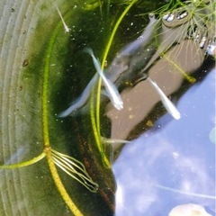 みゆきメダカ20匹＋1匹🐟 元気な個体セット✨の画像