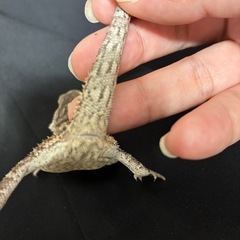 フトアゴヒゲトカゲ　ハイカラー　ベビー　国内CB  − 埼玉県