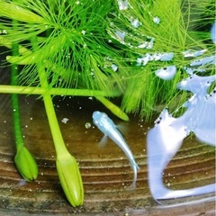 みゆきメダカ🐟 10匹＋1匹サービスの画像