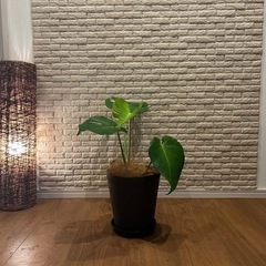 ❇️魅力たっぷり✨観葉植物【モンステラ】✨の画像