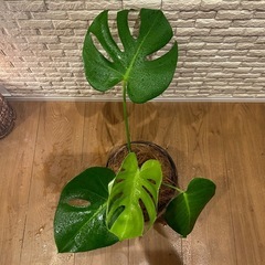 ❇️魅力たっぷり✨観葉植物【モンステラ】✨の画像