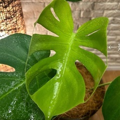 ❇️魅力たっぷり✨観葉植物【モンステラ】✨の画像