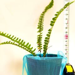 オキナワタマシダ　山野草　湿生植物　熱帯植物　観葉植物の画像
