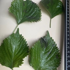 （数量限定）自然栽培　青紫蘇の画像