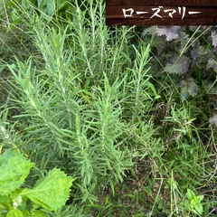 かぼちゃ 100gあたり55円で販売します！の画像