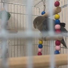 コザクラインコのブルー