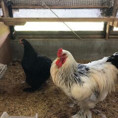 ニワトリ　　ブラマ種