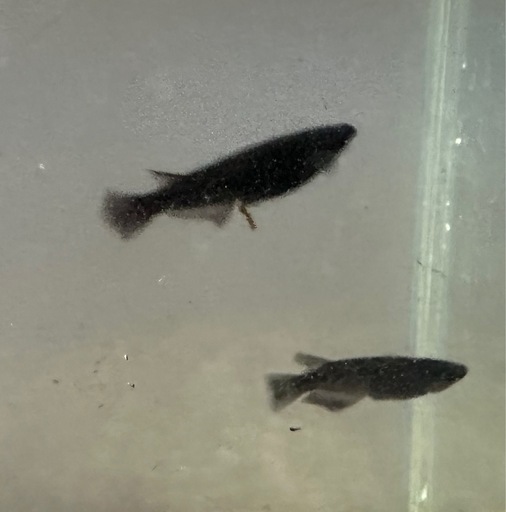 オロチメダカ　10ペア！