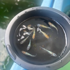 天界確認用の画像