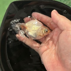 金魚 蝶尾 当歳魚 約9cmの画像