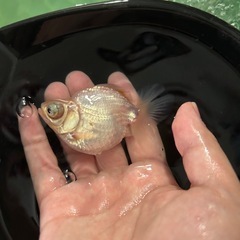金魚 蝶尾 当歳魚 約9cmの画像