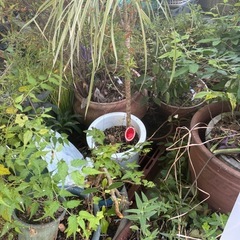 植木の画像