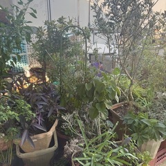 植木の画像
