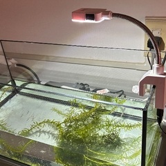 テトラ　高出力LED 水槽用の画像