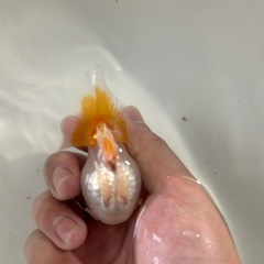 金魚 蝶尾  当歳魚 約8cmの画像