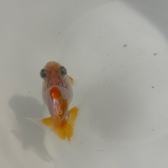 金魚 蝶尾  当歳魚 約8cmの画像