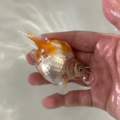 金魚 蝶尾  当歳魚 約8cmの画像